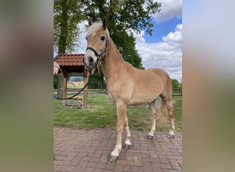 Edelbluthaflinger, Gelding, 3 years, 14 hh, Chestnut-Red