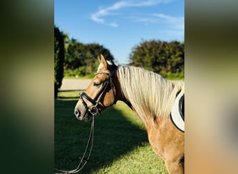 Edelbluthaflinger, Gelding, 3 years, 14,2 hh, Chestnut-Red