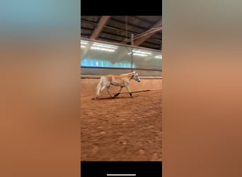 Edelbluthaflinger, Gelding, 3 years, 14,2 hh, Chestnut-Red