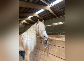 Edelbluthaflinger, Gelding, 3 years, 14,3 hh, Chestnut-Red