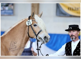 Edelbluthaflinger, Gelding, 3 years, 14,3 hh, Chestnut-Red