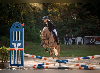 Edelbluthaflinger, Gelding, 4 years, 14 hh, Palomino