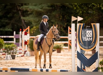 Edelbluthaflinger, Gelding, 4 years, 14 hh, Palomino