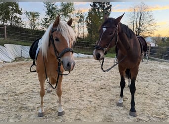 Edelbluthaflinger, Gelding, 4 years, 14,1 hh, Chestnut-Red