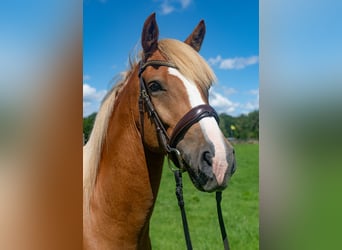 Edelbluthaflinger, Gelding, 4 years, 15,1 hh, Chestnut-Red