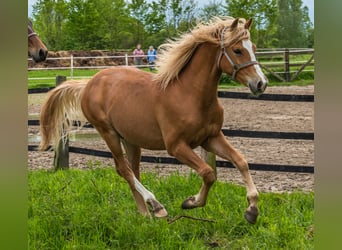 Edelbluthaflinger, Gelding, 4 years, 15,1 hh, Chestnut-Red