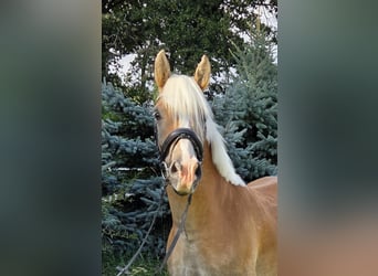 Edelbluthaflinger, Gelding, 5 years, 14.2 hh, Chestnut-Red Edelbluthaflinger, Gelding, 5 years, 14.2 hh, Chestnut-Red