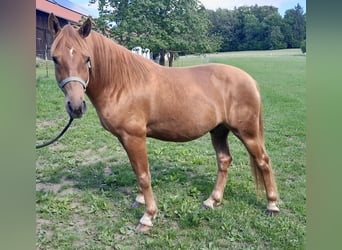 Edelbluthaflinger, Gelding, 5 years, 14.2 hh