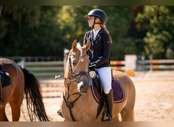 Edelbluthaflinger, Gelding, 5 years, 14.2 hh, Palomino