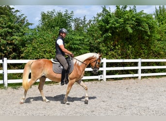 Edelbluthaflinger, Gelding, 5 years, 14.3 hh, Chestnut-Red