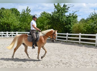 Edelbluthaflinger, Gelding, 5 years, 14.3 hh, Chestnut-Red