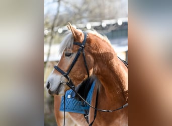 Edelbluthaflinger, Wallach, 5 Jahre, 14 hh, Palomino