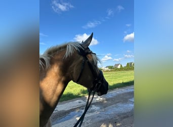 Edelbluthaflinger, Gelding, 5 years, 14,2 hh, Chestnut-Red