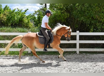Edelbluthaflinger, Gelding, 5 years, 14,3 hh, Chestnut-Red