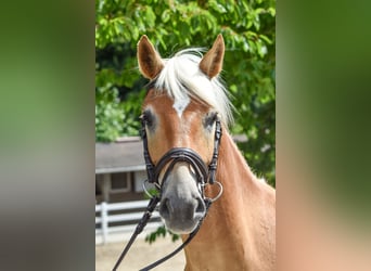 Edelbluthaflinger, Gelding, 5 years, 14,3 hh, Chestnut-Red