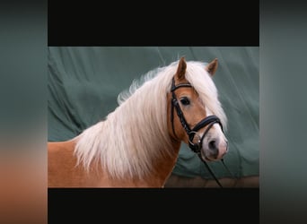 Edelbluthaflinger, Gelding, 6 years, 14.2 hh