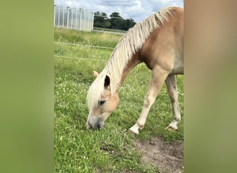 Edelbluthaflinger, Gelding, 6 years, 15.1 hh, Palomino