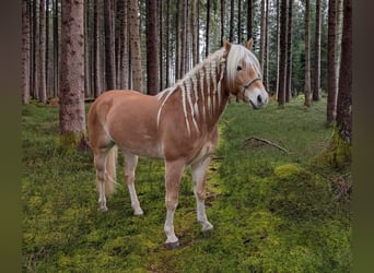 Edelbluthaflinger, Gelding, 6 years, 15 hh, Chestnut-Red