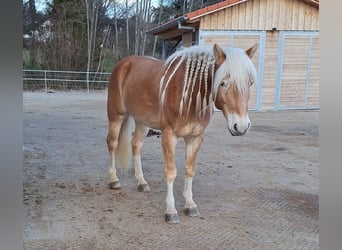 Edelbluthaflinger, Gelding, 6 years, 15 hh, Chestnut-Red