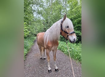 Edelbluthaflinger, Gelding, 6 years, 15 hh, Chestnut-Red