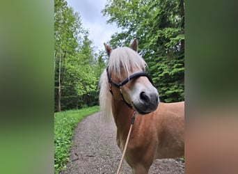 Edelbluthaflinger, Gelding, 6 years, 15 hh, Chestnut-Red