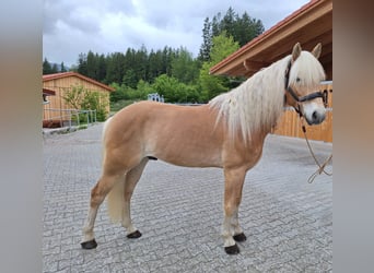 Edelbluthaflinger, Gelding, 6 years, 15 hh, Chestnut-Red