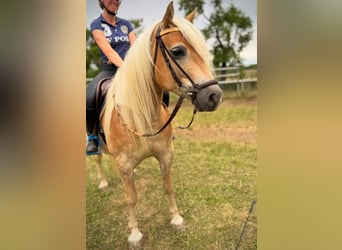 Edelbluthaflinger, Gelding, 6 years, Chestnut-Red
