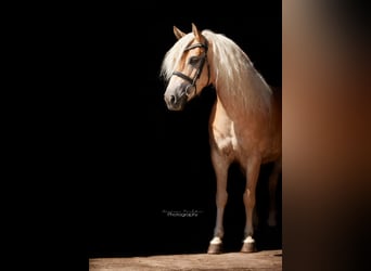 Edelbluthaflinger, Gelding, 8 years, 14.2 hh, Chestnut-Red Edelbluthaflinger, Gelding, 8 years, 14.2 hh, Chestnut-Red