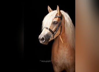 Edelbluthaflinger, Gelding, 8 years, 14.2 hh, Chestnut-Red Edelbluthaflinger, Gelding, 8 years, 14.2 hh, Chestnut-Red