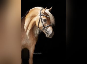 Edelbluthaflinger, Gelding, 8 years, 14.2 hh, Chestnut-Red Edelbluthaflinger, Gelding, 8 years, 14.2 hh, Chestnut-Red