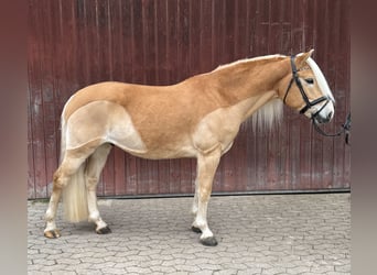 Edelbluthaflinger, Gelding, 9 years, 14.2 hh