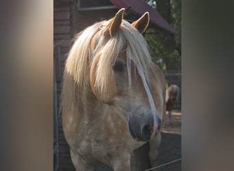 Edelbluthaflinger, Gelding, 9 years, 14.3 hh, Chestnut-Red