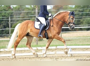 Edelbluthaflinger, Gelding, 9 years, 14,3 hh, Chestnut-Red