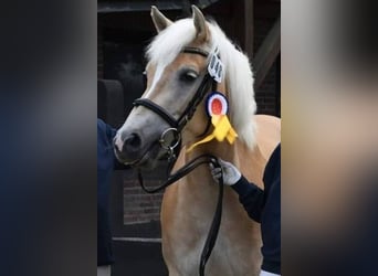 Edelbluthaflinger, Giumenta, 10 Anni, 151 cm, Sauro