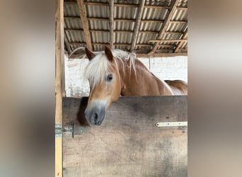 Edelbluthaflinger, Giumenta, 11 Anni, 152 cm, Sauro