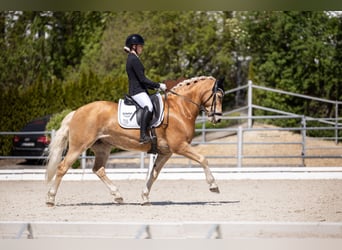 Edelbluthaflinger, Giumenta, 12 Anni, 148 cm