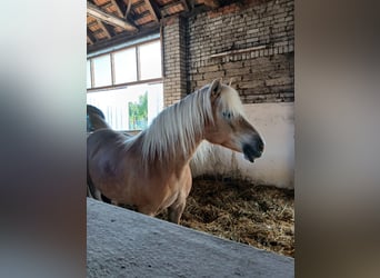 Edelbluthaflinger, Giumenta, 13 Anni