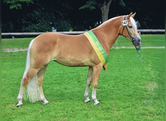 Edelbluthaflinger, Giumenta, 16 Anni, 148 cm, Sauro