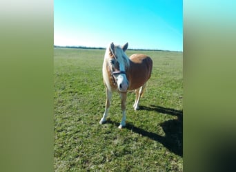 Edelbluthaflinger, Giumenta, 16 Anni, 150 cm