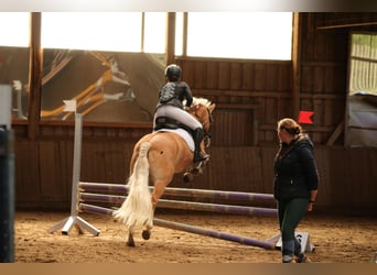 Edelbluthaflinger, Giumenta, 18 Anni, 144 cm, Sauro