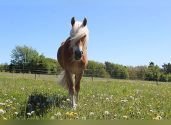 Edelbluthaflinger, Giumenta, 3 Anni, 148 cm, Sauro