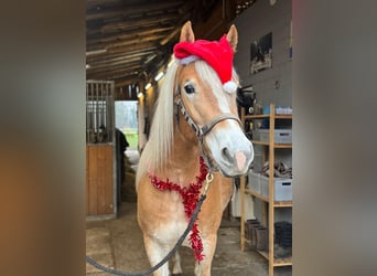 Edelbluthaflinger, Giumenta, 3 Anni, 149 cm