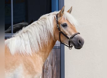 Edelbluthaflinger, Giumenta, 3 Anni, 150 cm, Sauro