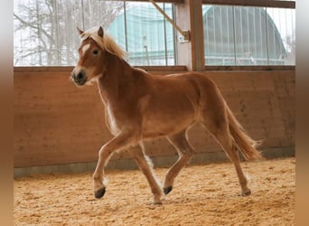 Edelbluthaflinger, Giumenta, 3 Anni, 150 cm, Sauro