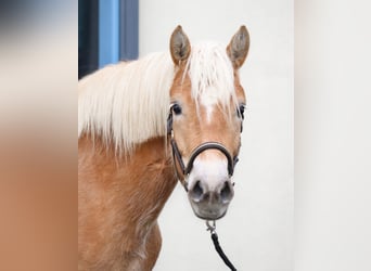 Edelbluthaflinger, Giumenta, 3 Anni, 150 cm, Sauro