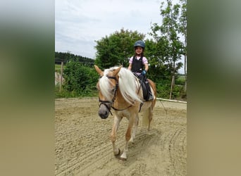 Edelbluthaflinger, Giumenta, 3 Anni, 150 cm, Sauro