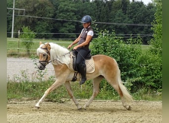 Edelbluthaflinger, Giumenta, 3 Anni, 150 cm, Sauro