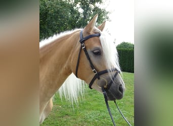 Edelbluthaflinger, Giumenta, 3 Anni, 150 cm, Sauro
