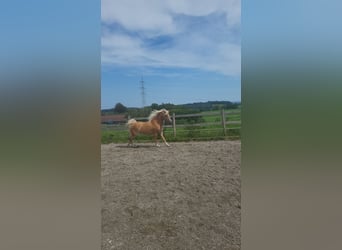 Edelbluthaflinger, Giumenta, 4 Anni, 145 cm, Palomino