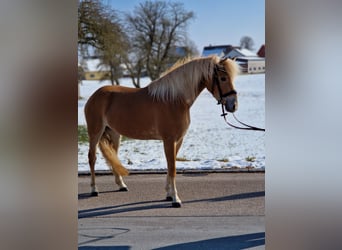 Edelbluthaflinger, Giumenta, 4 Anni, 146 cm, Palomino